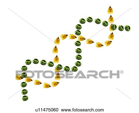 Studio shot of Yellow Corn Seeds and Pea Seeds making DNA strand shape on white background View Large Photo Image Stock Image - Studio shot of Yellow Corn Seeds and Pea Seeds making DNA strand shape on white background. Fotosearch