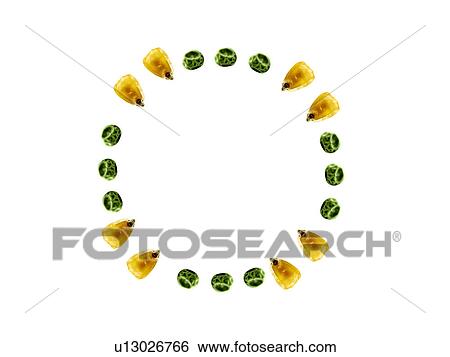 Studio shot of Yellow Corn Seeds and Pea Seeds on white background View Large Photo Image Stock Photograph - Studio shot of Yellow Corn Seeds and Pea Seeds on white background. Fotosearch