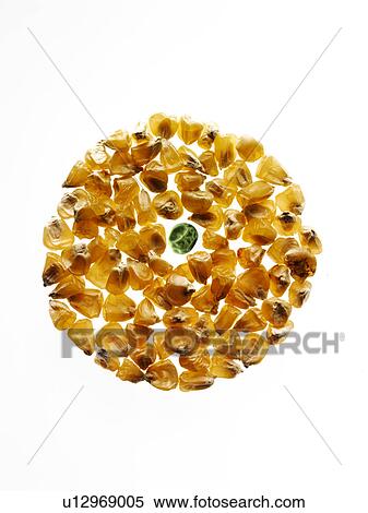 Stock Photography - Studio shot of Yellow Corn Seeds and Pea Seed on white background. Fotosearch