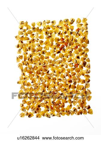 Studio shot of Yellow Corn Seeds on white background View Large Photo Image Picture - Studio shot of Yellow Corn Seeds on white background. Fotosearch