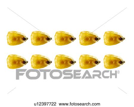 Studio shot of Yellow Corn Seeds on white background View Large Photo Image Stock Image - Studio shot of Yellow Corn Seeds on white background. Fotosearch