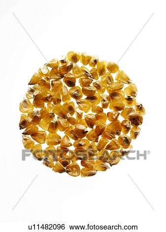 Stock Photograph - Studio shot of Yellow Corn Seeds on white background. Fotosearch