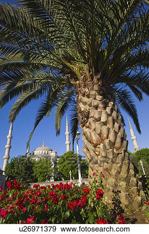 Turkey, Istanbul, palm tree near Sultanahmet Mosque View Large Photo Image Stock Photo - Turkey, Istanbul, palm tree near Sultanahmet Mosque. Fotosearch