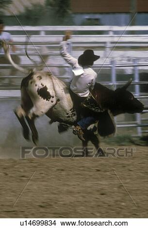 USA, Colorado, Rodeo rider in action View Large Photo Image Picture - USA, Colorado, Rodeo rider in action. Fotosearch