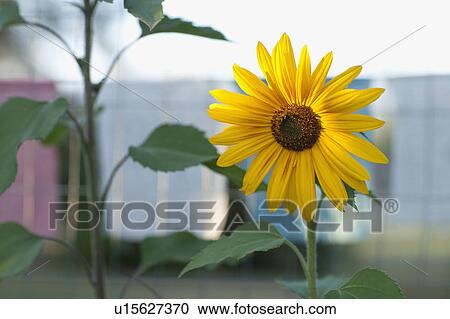 USA, Montana, Whitefish, Close-up of sunflower View Large Photo Image Stock Image - USA, Montana, Whitefish, Close-up of sunflower. Fotosearch