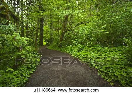USA, Oregon, Champoeg State Park, Footpath trough forest View Large Photo Image Picture - USA, Oregon, Champoeg State Park, Footpath trough forest. Fotosearch