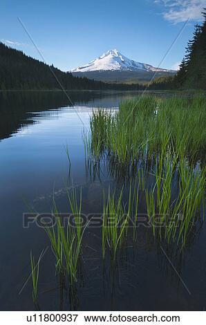 USA, Oregon, Clackamas County, View of Trillium Lake with Mt Hood in background View Large Photo Image Stock Photo - USA, Oregon, Clackamas County, View of Trillium Lake with Mt Hood in background. Fotosearch