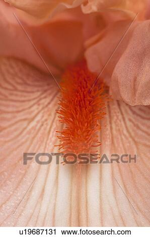Stock Image - USA, Oregon, Close-up of pink iris. Fotosearch