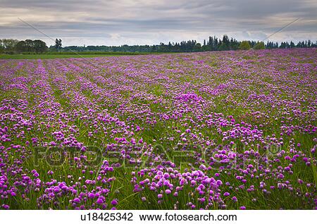 Stock Image - USA, Oregon, Field of chives. Fotosearch