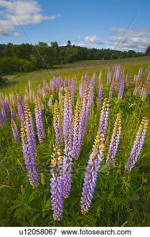 USA, Oregon, Flowering lupines View Large Photo Image Stock Photo - USA, Oregon, Flowering lupines. Fotosearch