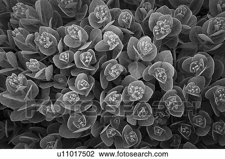 Stock Image - USA, Oregon, Marion County, Black and white flowers. Fotosearch