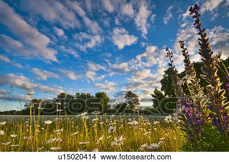 USA, Oregon, Marion County, Meadow with wildflowers at sunset View Large Photo Image Picture - USA, Oregon, Marion County, Meadow with wildflowers at sunset. Fotosearch
