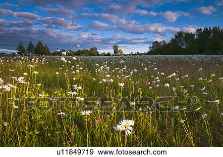 Stock Photo - USA, Oregon, Marion County, Meadow with wildflowers at sunset. Fotosearch
