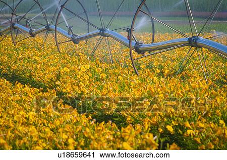 Stock Image - USA, Oregon, Marion County, Wheel Line watering flowers. Fotosearch
