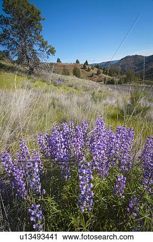 USA, Oregon, Mitchell, Flowering lupines View Large Photo Image Stock Image - USA, Oregon, Mitchell, Flowering lupines. Fotosearch