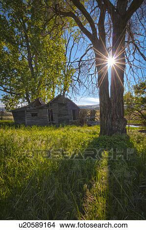 Picture - USA, Oregon, Mitchell, View of old house. Fotosearch