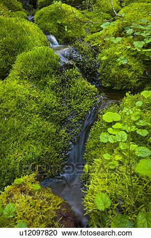 Stock Image - USA, Oregon, Mount Jefferson Wilderness, Trickle with mossy rocks. Fotosearch