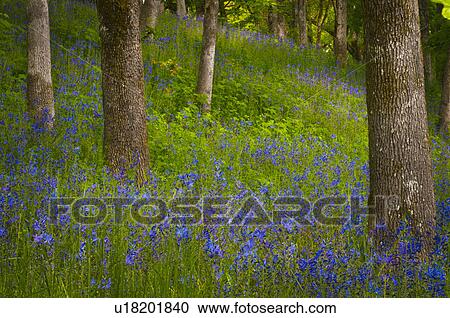 USA, Oregon, Salem, Wildflowers among oak trees View Large Photo Image Stock Image - USA, Oregon, Salem, Wildflowers among oak trees. Fotosearch
