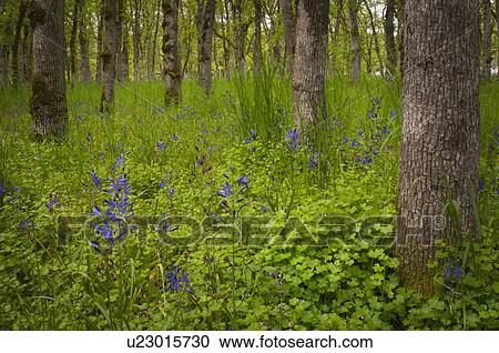 Stock Image - USA, Oregon, Salem, Wildflowers among oak trees. Fotosearch
