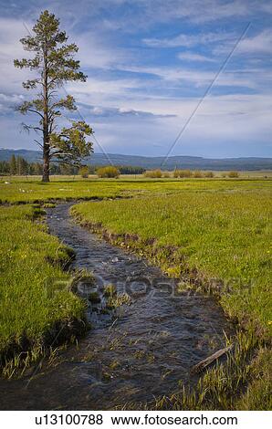 Stock Photo - USA, Oregon, Scenic view of stream going through meadow. Fotosearch