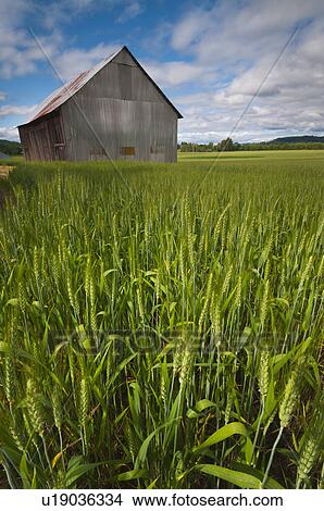 Picture - USA, Oregon, View through wheat field on wooden barn. Fotosearch
