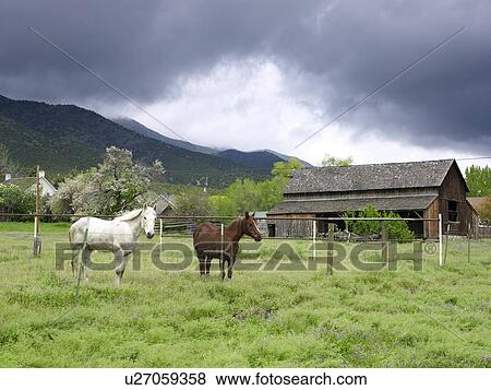 USA, Utah, Horses on ranch View Large Photo Image Stock Photo - USA, Utah, Horses on ranch. Fotosearch