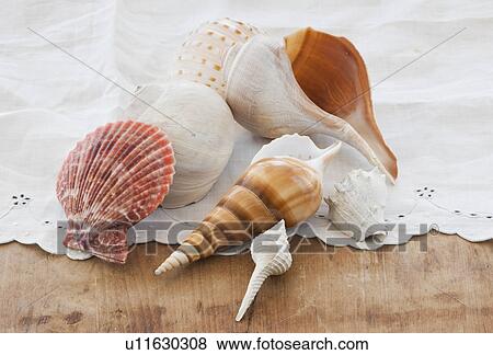 Stock Photo - Various seashells on table. Fotosearch