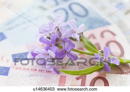 Stock Image - Violet flowers on Euro banknotes. Fotosearch
