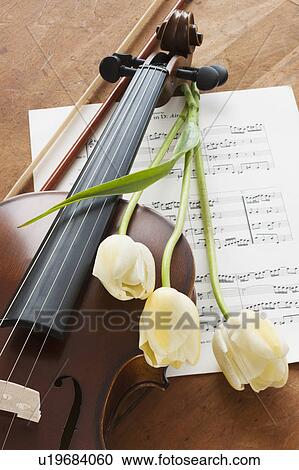 Violin and tulips on sheet music View Large Photo Image Stock Image - Violin and tulips on sheet music. Fotosearch
