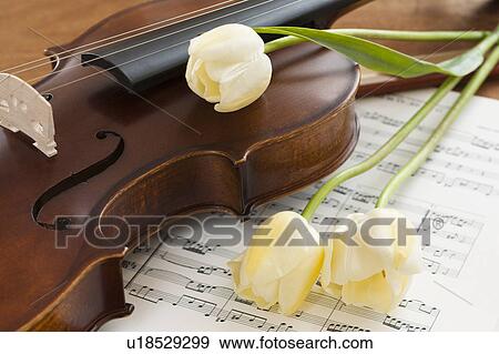 Stock Photo - Violin and tulips on sheet music. Fotosearch