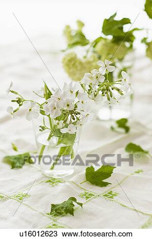 Stock Image - White flowers with green leaves in jars. Fotosearch
