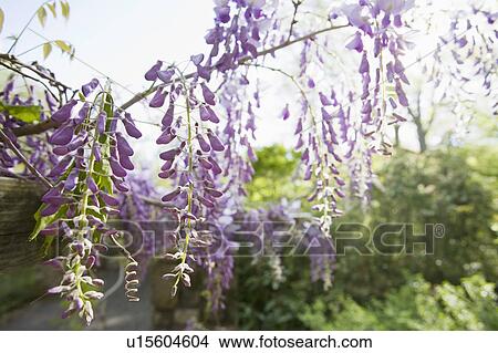 Wisteria in bloom View Large Photo Image Picture - Wisteria in bloom. Fotosearch