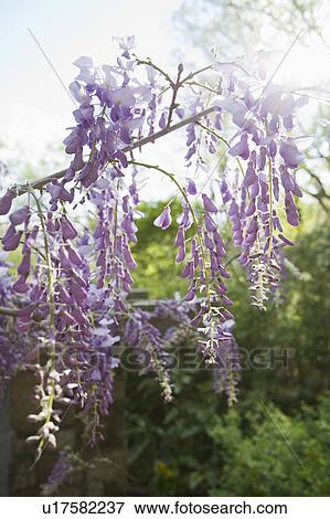 Stock Photo - Wisteria in bloom. Fotosearch