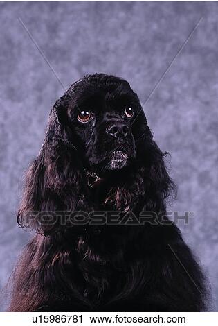 Stock Image - American Cocker Spaniel. Fotosearch