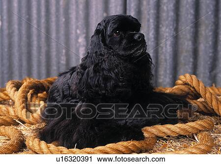 American Cocker Spaniel View Large Photo Image Stock Image - American Cocker Spaniel. Fotosearch