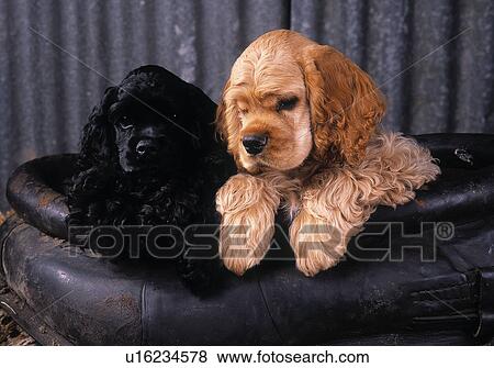 Stock Photo - American Cocker Spaniel. Fotosearch