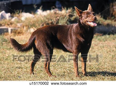 Stock Image - Australian Kelpie dog. Fotosearch