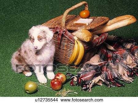 Australian Shepherd View Large Photo Image Picture - Australian Shepherd. Fotosearch