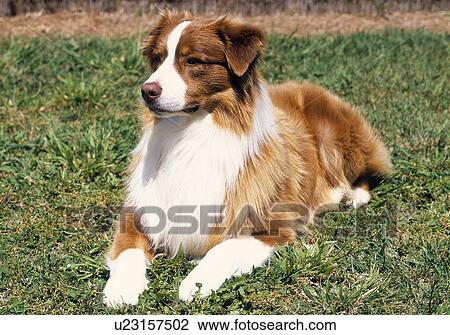 Stock Image - Australian Shepherd. Fotosearch
