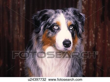 Australian Shepherd View Large Photo Image Stock Image - Australian Shepherd. Fotosearch