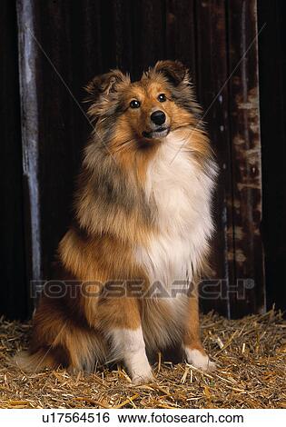 Australian Shepherd View Large Photo Image Stock Photograph - Australian Shepherd. Fotosearch
