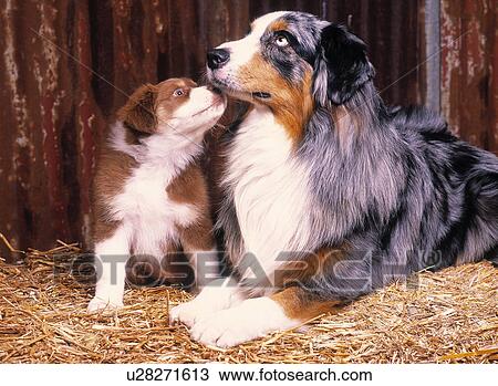 Australian Shepherds View Large Photo Image Stock Image - Australian Shepherds. Fotosearch