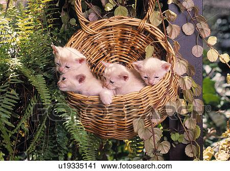 Stock Image - Basket of kittens. Fotosearch