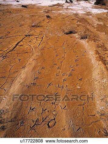 Bird prints in the sand View Large Photo Image Stock Photo - Bird prints in the sand. Fotosearch