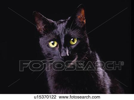 Black Cat View Large Photo Image Stock Image - Black Cat. Fotosearch