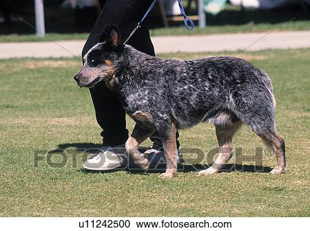 Blue Cattle Dog on show View Large Photo Image Stock Image - Blue Cattle Dog on show. Fotosearch