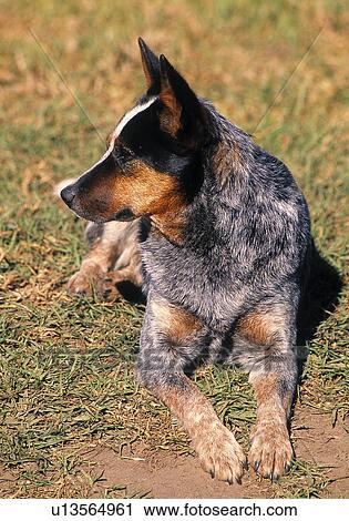 Stock Image - Blue Cattle Dog. Fotosearch