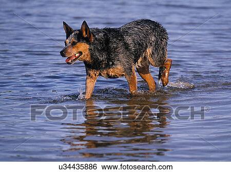 Blue Heeler at the beach View Large Photo Image Stock Photograph - Blue Heeler at the beach. Fotosearch