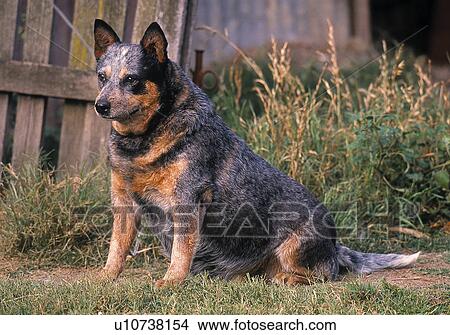 Picture - Blue Heeler. Fotosearch