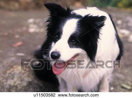 Stock Image - Border Collie. Fotosearch